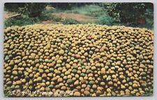 Postcard A harvest of Oranges FL Printed in Germany Divided Back picture