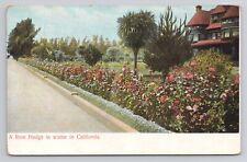 A Rose Hedge in Winter in California c1907 Antique Postcard picture