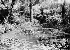Bendigo Victoria 1895 - The fernery and pond at Roskand Park Old Photo picture
