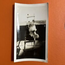 Dog Climbing Ladder VINTAGE PHOTO ‘50s unusual animal facing away Back To Camera picture
