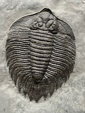 HUGE ~5.7” Arctinurus Boltoni Trilobite From New York picture