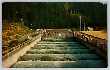  c1960s Bonneville Dam Fish Ladders Columbia River Oregon Vintage Postcard picture