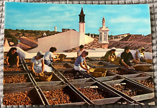 Vintage Continental Postcard - Women Drying Figs in The Algarve, Portugal picture