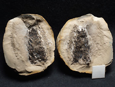 Rare compete fossil plant Lepidostrobus paired nodule not Mazon Creek from UK picture