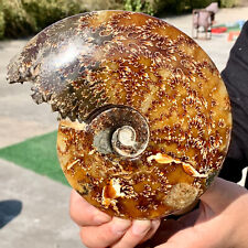 2.38LB  Rare Natural Tentacle Ammonite Fossil Specimen Shell Healing Madagascar picture