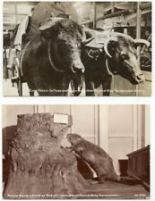 Washington State Historical Building Tacoma WA Lo of 2 RPPC Postcards Beaver Ox picture