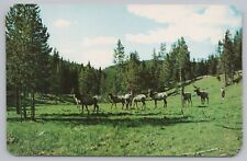 Animal~Group Of Elk Roam Colorado Wyoming & Montana Mountains~Vintage Postcard picture