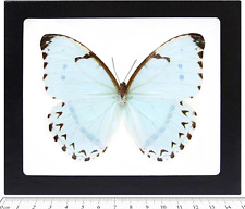 Morpho Catenaria Catenarius Real Framed Butterfly ICE Blue picture