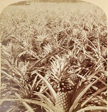 Stereoview Where the Luscious Pineapple Grows Florida USA 1895 picture