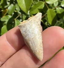 Great White Sharks Tooth BAJA MEXICO fossil sharks teeth tooth picture