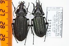 Carabus (Limnocarabus) maacki Carabidae Russia Far Eats Pair A1 11715 picture