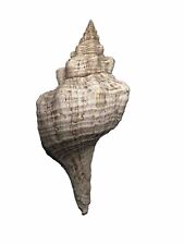 Hemifusus colosseus (Lamarck, 1816) Naturalis- Rare picture