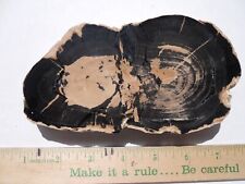 Eden Valley Petrified Maple Slab - 6.5 x 4 inches, nice pattern picture