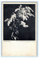 c1900s Golden Rod, No.4 Wild Flowers of Connecticut CT Series PMC Postcard picture