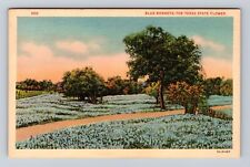TX-Texas, Field of Blue Bonnets, Texas State Flower, Vintage Souvenir Postcard picture