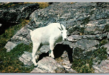 Postcard Mountain Goat in Glacier National Park Montana Animal Chrome Card picture