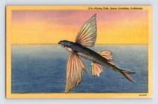 Postcard California Santa Catalina Island CA Flying Fish 1940s Unposted Linen picture