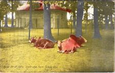 1920, Sacred Ox of India, Walbridge Park, TOLEDO, Ohio Postcard picture