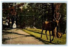 c1910 A Corner Of The Deer Preservers Springfield Massachusetts MA Postcard picture