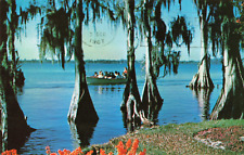 Cypress Gardens FL Florida, Cypress Trees Spanish Moss & Boat, Vintage Postcard picture