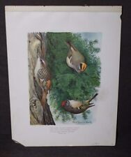 Antique c1890 KINGLET Bird Print LOUIS AGASSIZ FUERTES picture
