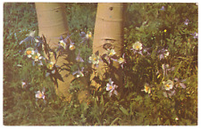 Vtg Postcard-Colorado Blue Columbine-State Flower-Chrome-CO4 picture
