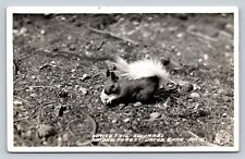 c1950 RPPC Whitetail Squirrel KAIBOB FOREST Jacob Lake Arizona VINTAGE Postcard picture