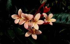 Hawaii Pink Plumieria flower ~ postcard  sku797 picture
