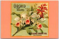 Postcard - Orchid ca. 1910 picture