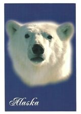Alaska AK Postcard Polar Bear picture