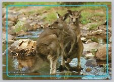 Postcard Kangaroos standing in creek - Australia picture