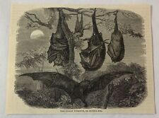 1883 magazine engraving ~ PTEROPUS, FLYING FOX Bats picture