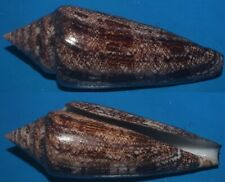 Tonyshells Seashells Conus gloriamaris GLORY OF THE SEA CONE 114.5mm F+++ DARK picture