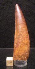 * Beautifully Preserved Spinosaurus Dinosaur Tooth Cretaceous Morocco Kem Kem picture