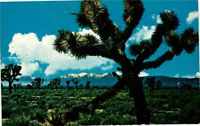 Postcard Joshua Trees of the Southwest, Belonging to the lily Family picture