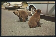WY Yellowstone NP CHROME PC c.1960 TWO BEGGAR BEAR CUBS HOLDING UP CARS ES-651 picture