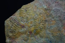 Trilobite / Olenellus Clarki / Cambrian 12.4cm Fossil / Marble Mountain, Califor picture