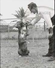 1960 Press Photo Sandy, a boxer dog says hello to Weston Howe - lra84169 picture