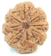 Rare Super Collector Size 8 Mukhi Rudraksha with 8 complete seeds - 29.83 mm picture