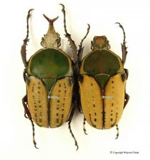 Megalorrhina harrisi peregrina p-pair, male +45mm, female mix size picture