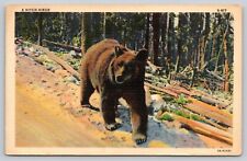 Postcard Brown Bear Walking Down Road Linen UNP A1 picture