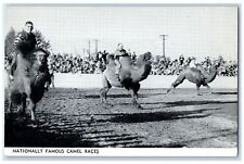 c1960s Nationally Famous Camel Races Scene Indio California CA Unposted Postcard picture