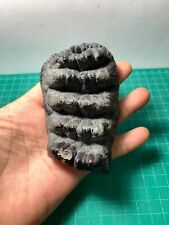Beautiful Baby Stegodon sp. Fossil Tooth Rare Amazing Genuine picture