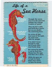 Postcard Life of a Seahorse picture