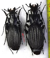 Carabidae, Carabus (Archiplectes) reitteri reitteri pair A1/A1-, NW. Caucasus picture