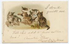Raphael Tuck Don't Quite See Write Away Kitten  Postcard picture