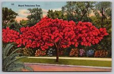 Royal Poinciana Tree Linen Postcard PM Sarasota FL Cancel WOB Note VTG Tichnor picture
