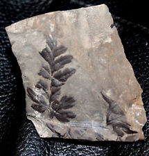 Mariopteris sp. - Very nicely visible Carboniferous fossil fern picture