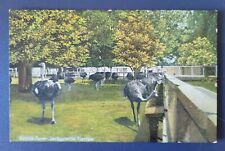 OSTRICH'S IN FIELD @ OSTRICH FARM - JACKSONVILLE FLA. - 1907-15 POSTCARD picture