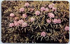 Postcard Rhododendron in Bloom Pocono Mountains Pennsylvania USA North America picture